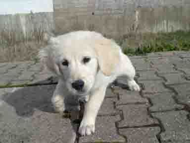 APELO